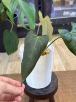 Anthurium blue Papillilaminum x Portillae #1
