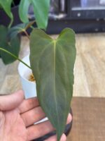 Anthurium Blue Pappililaminum x Portilae