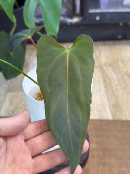 Anthurium Blue Pappililaminum x Portilae