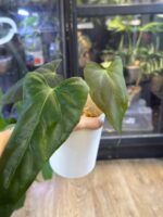 Anthurium blue Papillilaminum x Portillae #1 - obrazek 3
