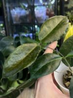 Hoya Versteegii #1 - obrazek 3
