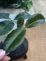 Hoya Versteegii #1