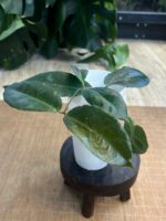 Hoya Versteegii #1 - obrazek 4