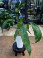 Anthurium Type Pendens #1 - obrazek 2