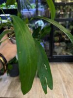 Anthurium Type Pendens #1 - obrazek 4