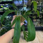 Anthurium type pendens