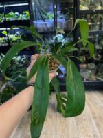 Anthurium type pendens