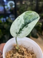 Scindapsus Blue Splash Mutation #1 - obrazek 2