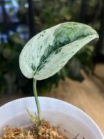 Scindapsus Blue Splash Mutation #1