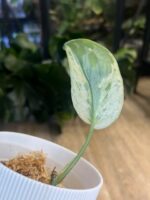 Scindapsus Blue Splash Mutation #1 - obrazek 3