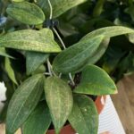 Hoya wibergiae #1