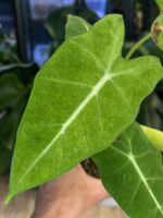 Alocasia micholitziana mint #1