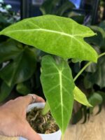 Alocasia micholitziana mint #1 - obrazek 2