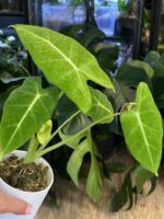 Alocasia micholitziana mint #1 - obrazek 3