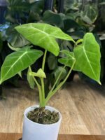 Alocasia micholitziana mint #1 - obrazek 4
