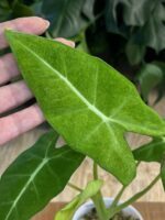 Alocasia micholitziana mint #1 - obrazek 5