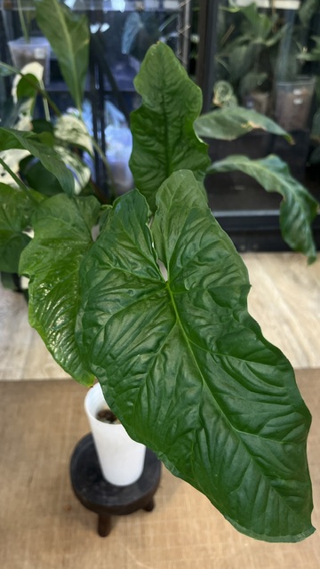 Syngonium Steyermarkii