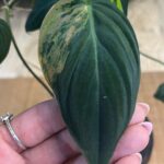 Philodendron Micans variegata - cięta sadzonka pędowa #1