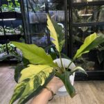 Philodendron Caramel Marble #4