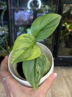 Scindapsus Rubicon variegata #1 - obrazek 3