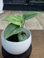 Scindapsus Rubicon variegata #1 - obrazek 2
