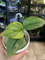 Scindapsus Rubicon, scindapsus o matowych liściach, unikatowa variegacja typu splash, kolekcjonerskie pnącze domowe, rzadkie odmiany aroidów, Variegarden