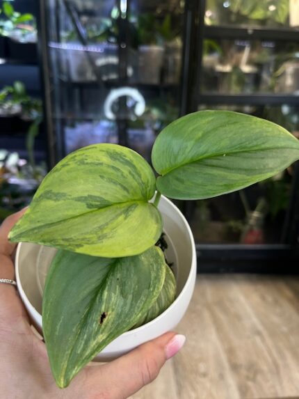 Scindapsus Rubicon, scindapsus o matowych liściach, unikatowa variegacja typu splash, kolekcjonerskie pnącze domowe, rzadkie odmiany aroidów, Variegarden