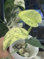 Scindapsus dark silver cloud variegata #4 - obrazek 2