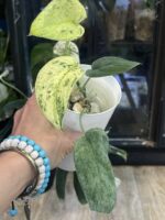 Scindapsus dark silver cloud variegata #4 - obrazek 3