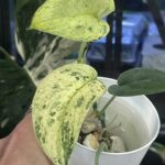 Scindapsus dark silver cloud variegata