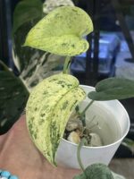 Scindapsus dark silver cloud variegata