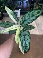Aglaonema commutatum variegata / 2 stożki wzrostu #2 - obrazek 5