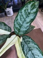 Aglaonema commutatum variegata / 2 stożki wzrostu #2 - obrazek 4