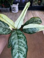 Aglaonema commutatum variegata / 2 stożki wzrostu #2 - obrazek 2