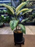 Aglaonema commutatum variegata / 2 stożki wzrostu #2 - obrazek 3