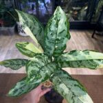 Aglaonema commutatum variegata, liście z biało-kremową variegacją, zielone obrzeża, kolekcjonerska roślina domowa, dekoracyjne liście, Variegarden.
