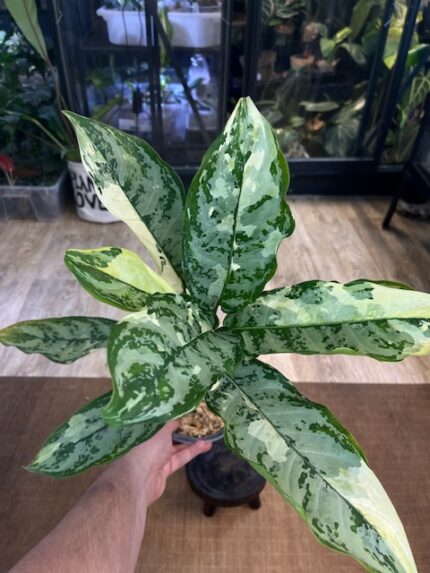 Aglaonema commutatum variegata, liście z biało-kremową variegacją, zielone obrzeża, kolekcjonerska roślina domowa, dekoracyjne liście, Variegarden.