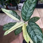Norbert Aglaonema commutatum variegata, liście z biało-kremową variegacją, zielone obrzeża, kolekcjonerska roślina domowa, dekoracyjne liście, Variegarden.