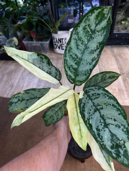 Norbert Aglaonema commutatum variegata, liście z biało-kremową variegacją, zielone obrzeża, kolekcjonerska roślina domowa, dekoracyjne liście, Variegarden.