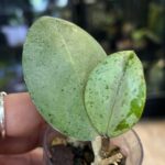 Hoya verticillata Silver, liście o niemal całkowitym srebrnym wybarwieniu, rzadka woskownica kolekcjonerska, srebrzysta powłoka na liściach, lśniąca tekstura, Variegarden.