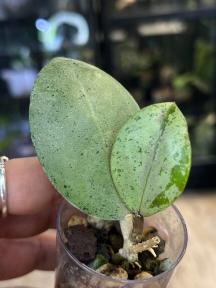 Hoya verticillata Silver, liście o niemal całkowitym srebrnym wybarwieniu, rzadka woskownica kolekcjonerska, srebrzysta powłoka na liściach, lśniąca tekstura, Variegarden.