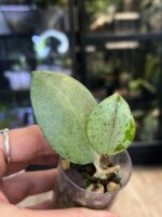 Hoya verticillata Silver Heart  #6 - obrazek 3