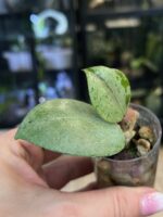 Hoya verticillata Silver Heart  #6 - obrazek 2