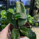 Hoya erythrina – kolekcjonerska hoja o wydłużonych, twardych liściach z wyraźnie pofalowanym brzegiem i widocznym unerwieniem. Liście mają tendencję do przebarwiania się na piękny, czerwonawy kolor pod wpływem słońca (sunstress). Egzotyczne pnącze znane z efektownych, żółto-pomarańczowych kwiatów.
