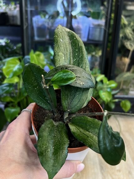 Hoya erythrina – kolekcjonerska hoja o wydłużonych, twardych liściach z wyraźnie pofalowanym brzegiem i widocznym unerwieniem. Liście mają tendencję do przebarwiania się na piękny, czerwonawy kolor pod wpływem słońca (sunstress). Egzotyczne pnącze znane z efektownych, żółto-pomarańczowych kwiatów.