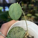 Hoya verticillata Silver Heart rzadka woskownica kolekcjonerska o grubych sercowatych liściach pokrytych niemal całkowicie srebrzystą variegacją typu splash Variegarden.