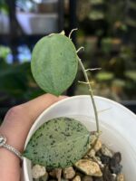 Hoya verticillata Silver Heart rzadka woskownica kolekcjonerska o grubych sercowatych liściach pokrytych niemal całkowicie srebrzystą variegacją typu splash Variegarden.