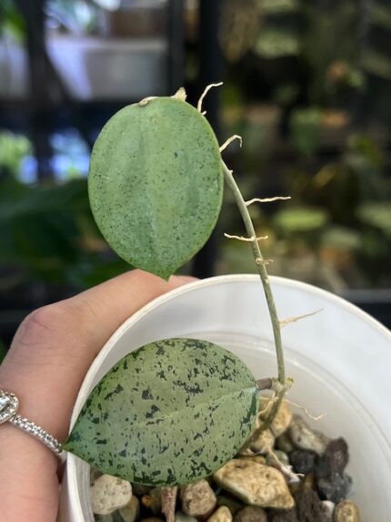 Hoya verticillata Silver Heart rzadka woskownica kolekcjonerska o grubych sercowatych liściach pokrytych niemal całkowicie srebrzystą variegacją typu splash Variegarden.