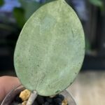 Hoya verticillata Silver Heart