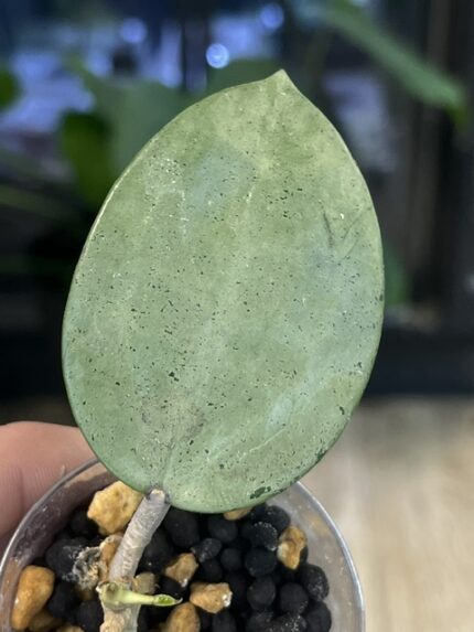 Hoya verticillata Silver Heart